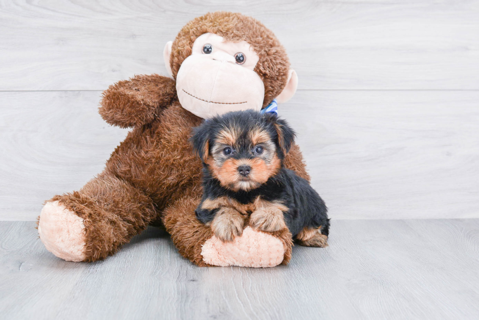 Meet Goldie - our Yorkshire Terrier Puppy Photo 