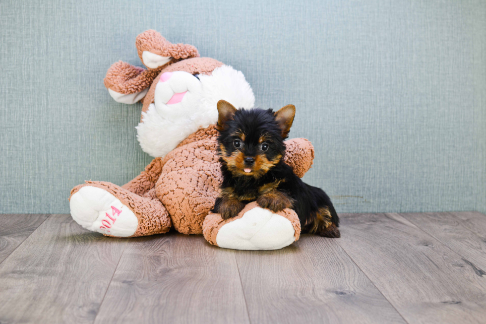 Meet Zoro - our Yorkshire Terrier Puppy Photo 