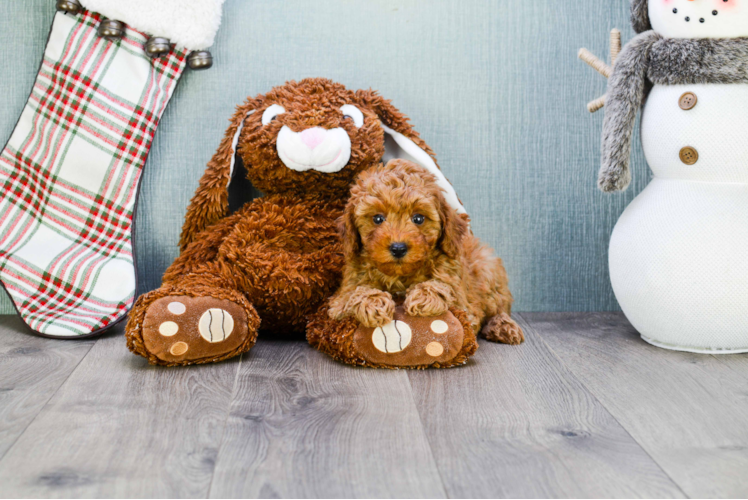 Adorable Cavoodle Poodle Mix Puppy