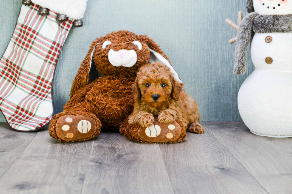 Adorable Cavoodle Poodle Mix Puppy