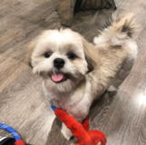 Playful Shih-Tzu Designer Pup