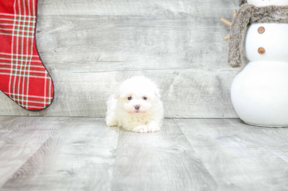 Havanese Pup Being Cute