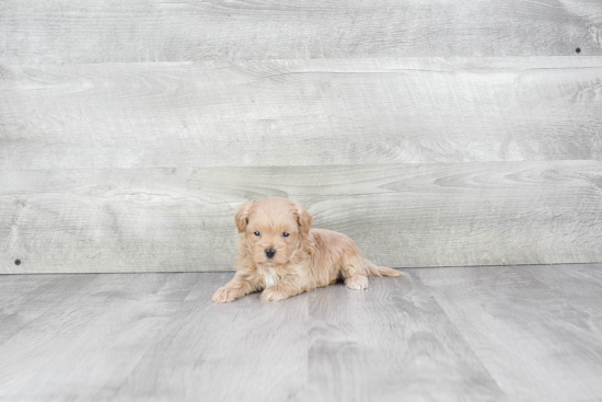 Maltipoo Pup Being Cute