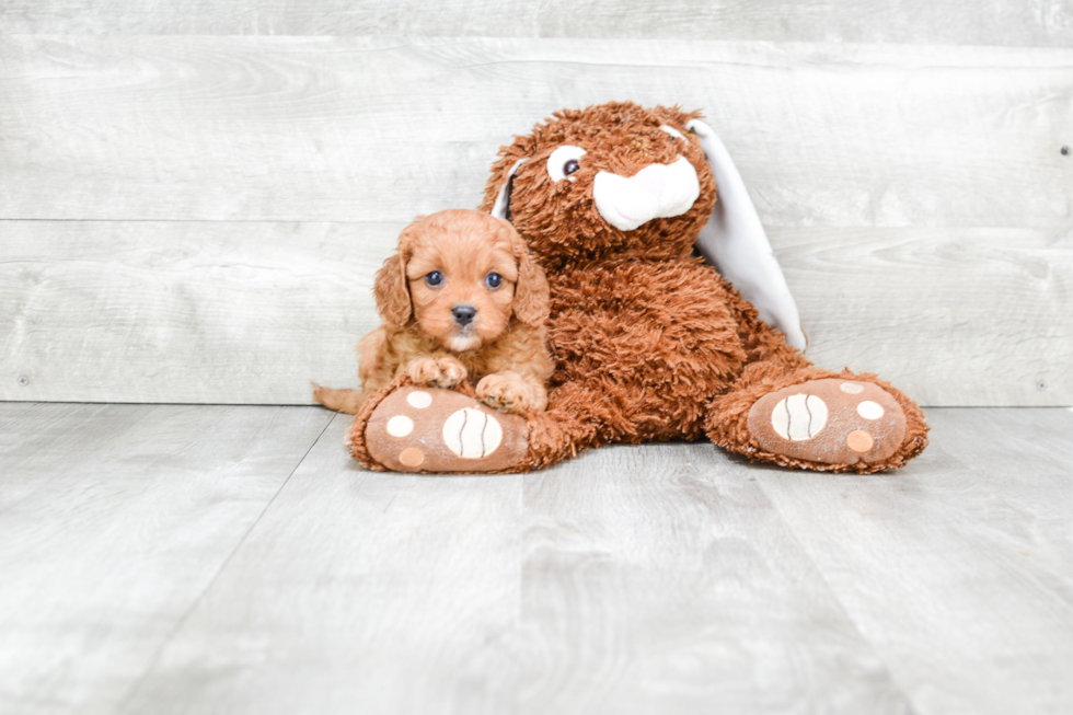 Happy Cavapoo Baby