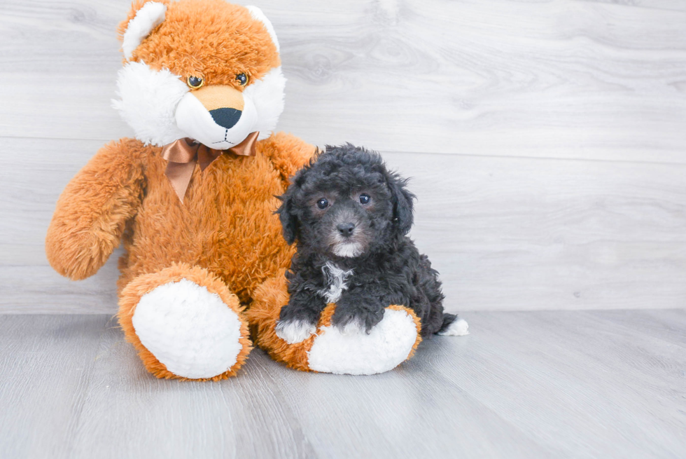 Fluffy Maltipoo Poodle Mix Pup