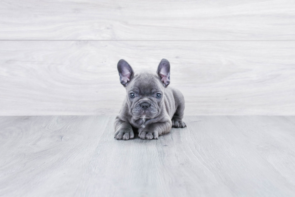 Small French Bulldog Purebred Pup