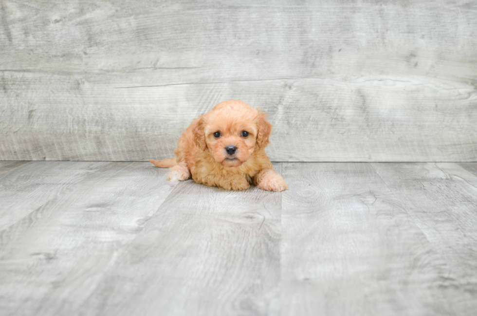 Happy Cavapoo Baby