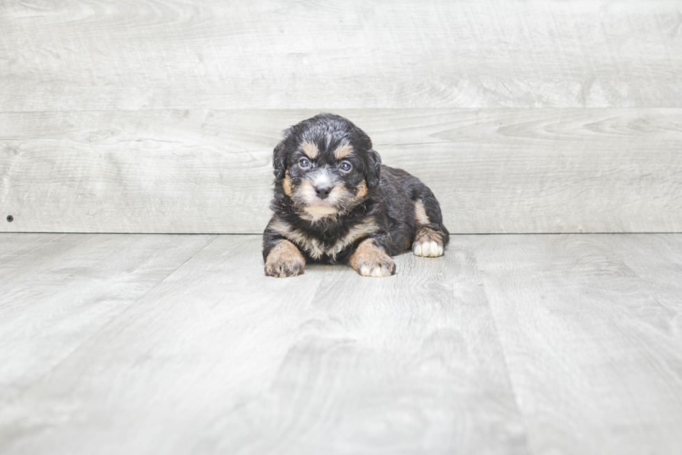 Adorable Bernadoodle Poodle Mix Puppy