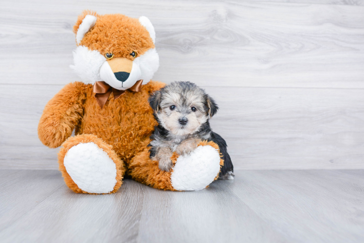 Morkie Pup Being Cute