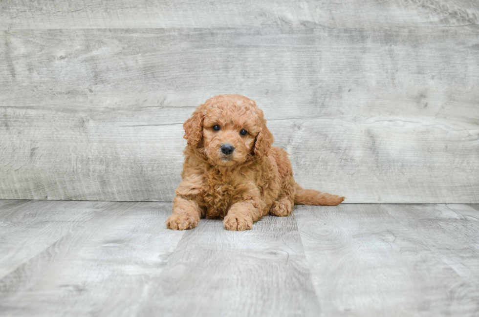 Funny Mini Goldendoodle Poodle Mix Pup