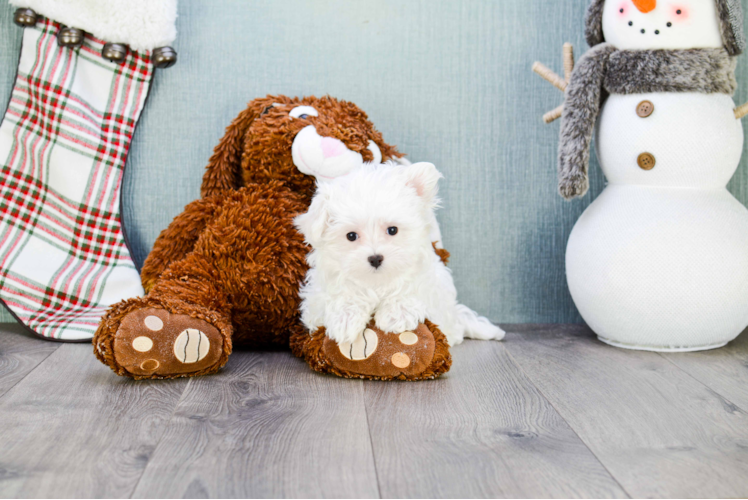 Maltese Pup Being Cute