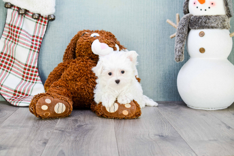 Maltese Pup Being Cute