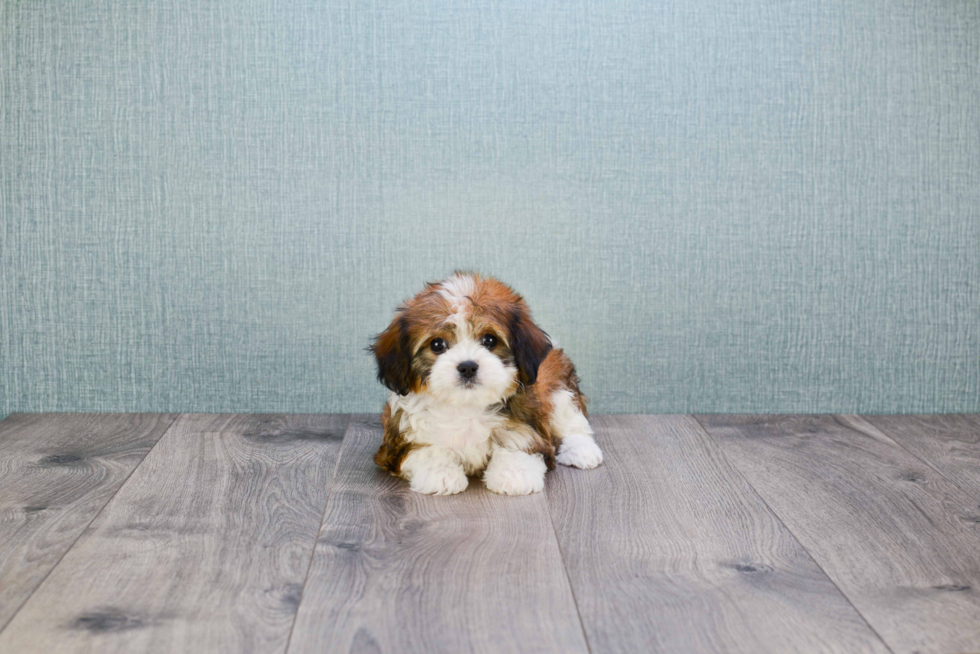 Adorable Cavalier Designer Puppy