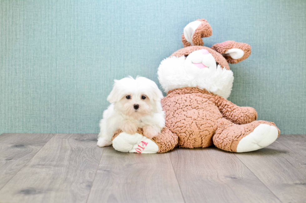 Friendly Maltese Baby