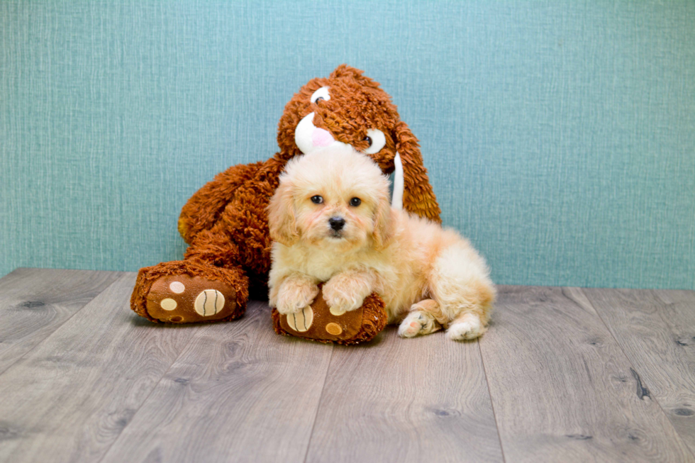 Little Cavoodle Poodle Mix Puppy