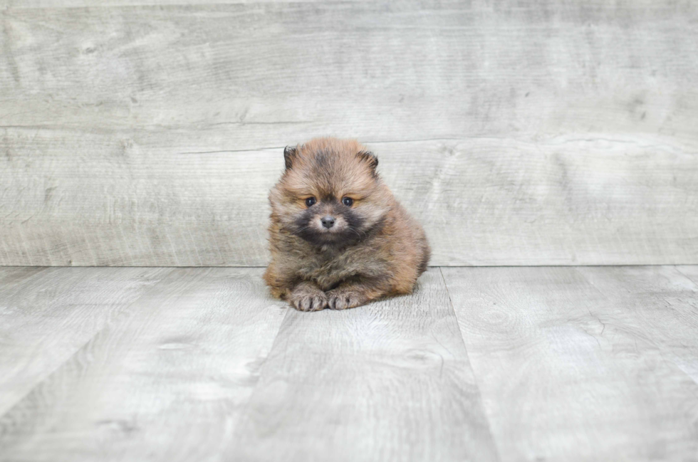 Pomeranian Puppy for Adoption