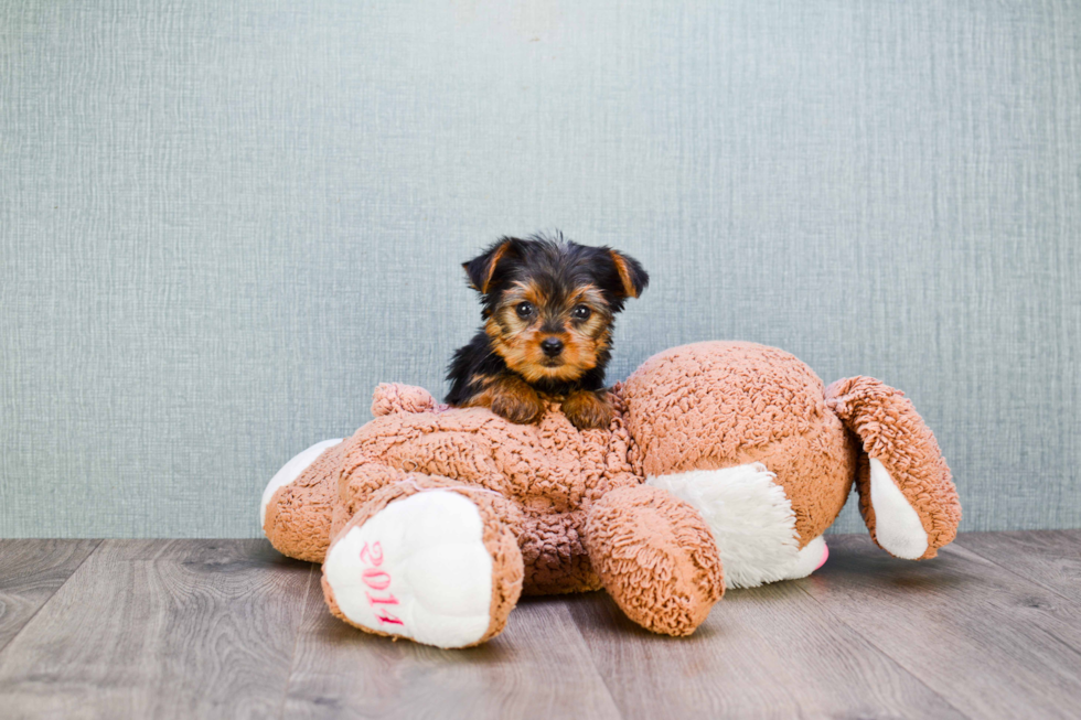 Meet Joey - our Yorkshire Terrier Puppy Photo 