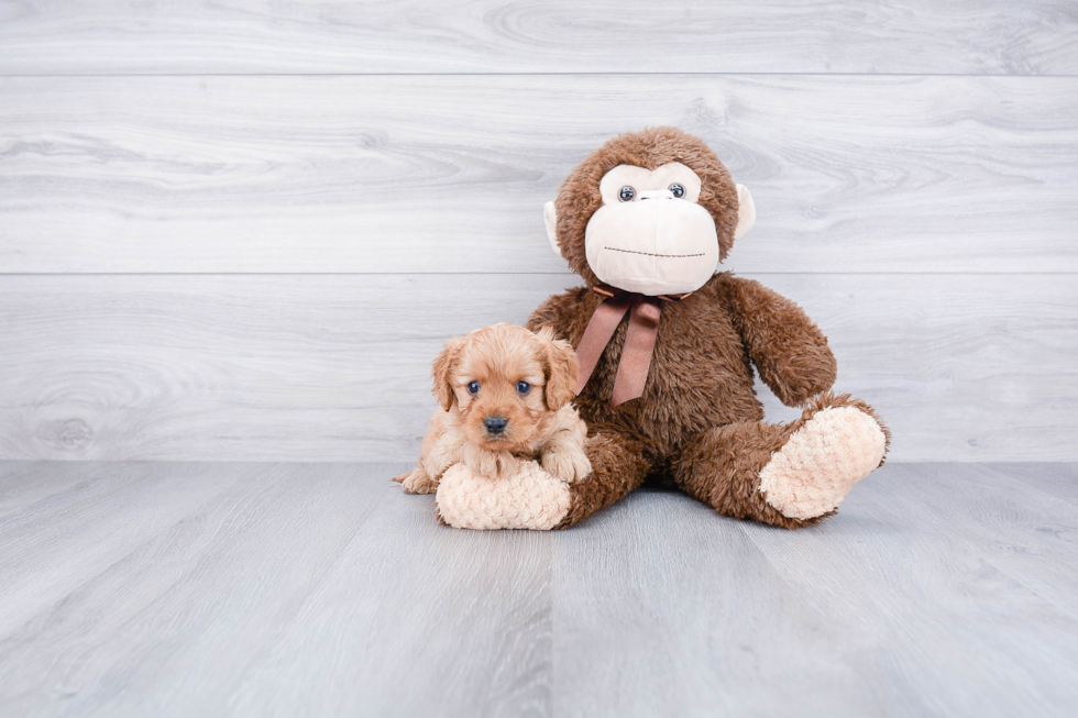 Cavapoo Pup Being Cute