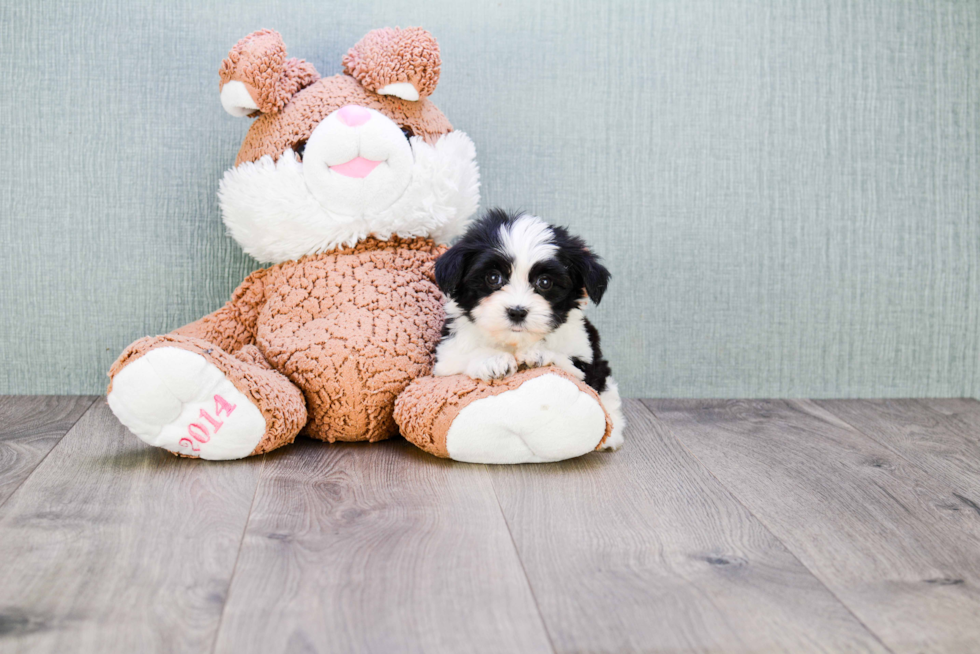 Best Morkie Baby