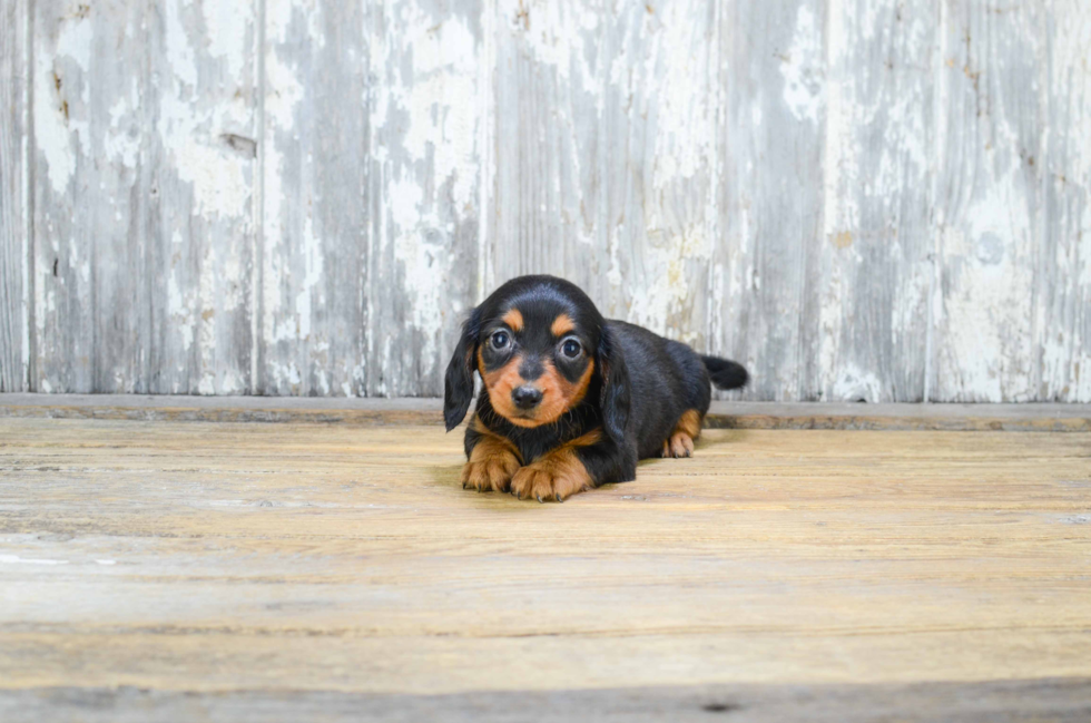 Cute Dachshund Baby