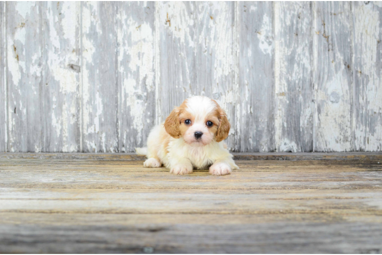 Friendly Cavachon Baby