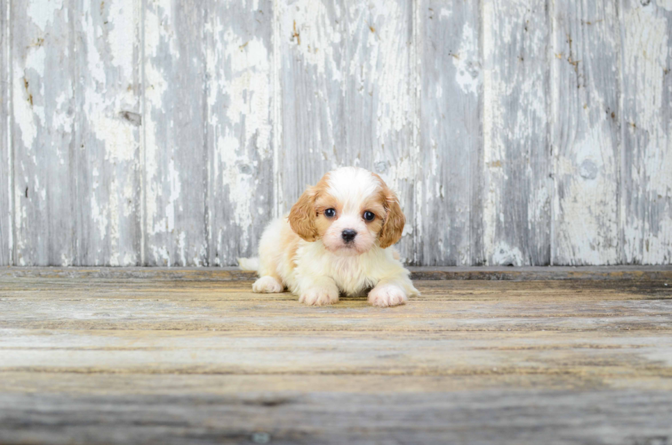 Friendly Cavachon Baby