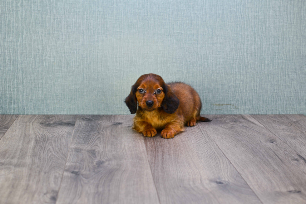 Cute Dachshund Purebred Pup