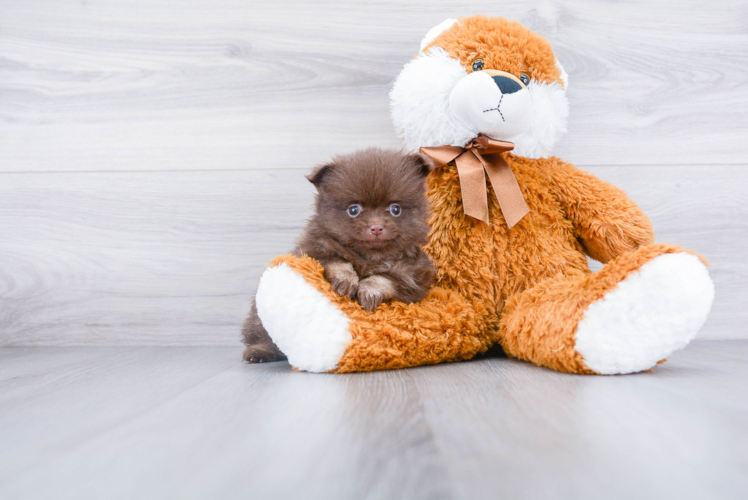 Smart Pomeranian Purebred Puppy