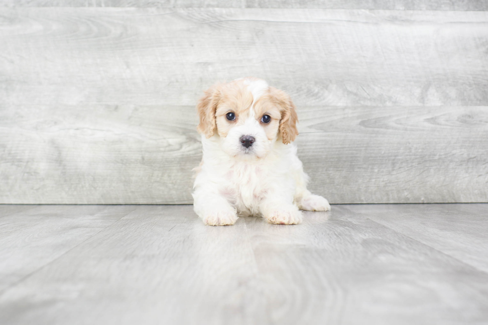 Funny Cavachon Designer Pup