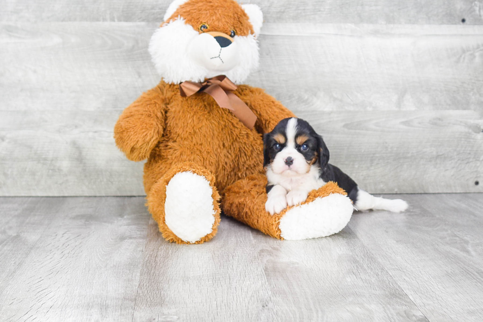 Akc Registered Cavalier King Charles Spaniel Baby