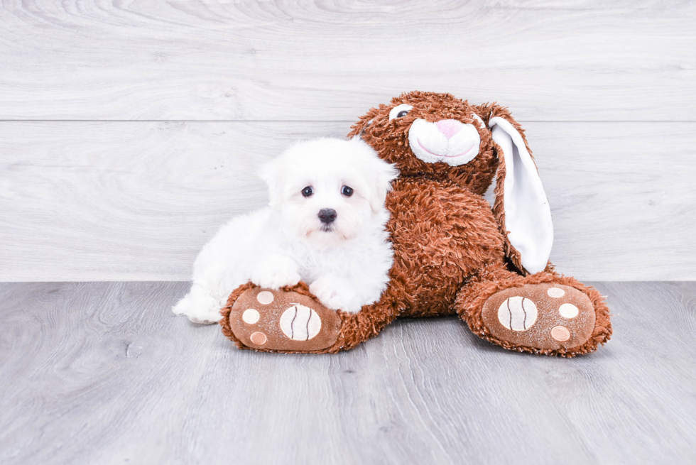 Friendly Maltese Baby