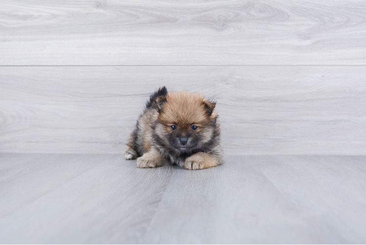 Pomeranian Pup Being Cute