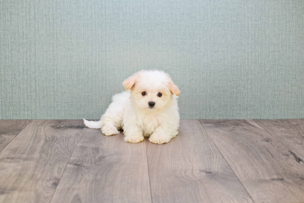 Energetic Maltipom Designer Puppy