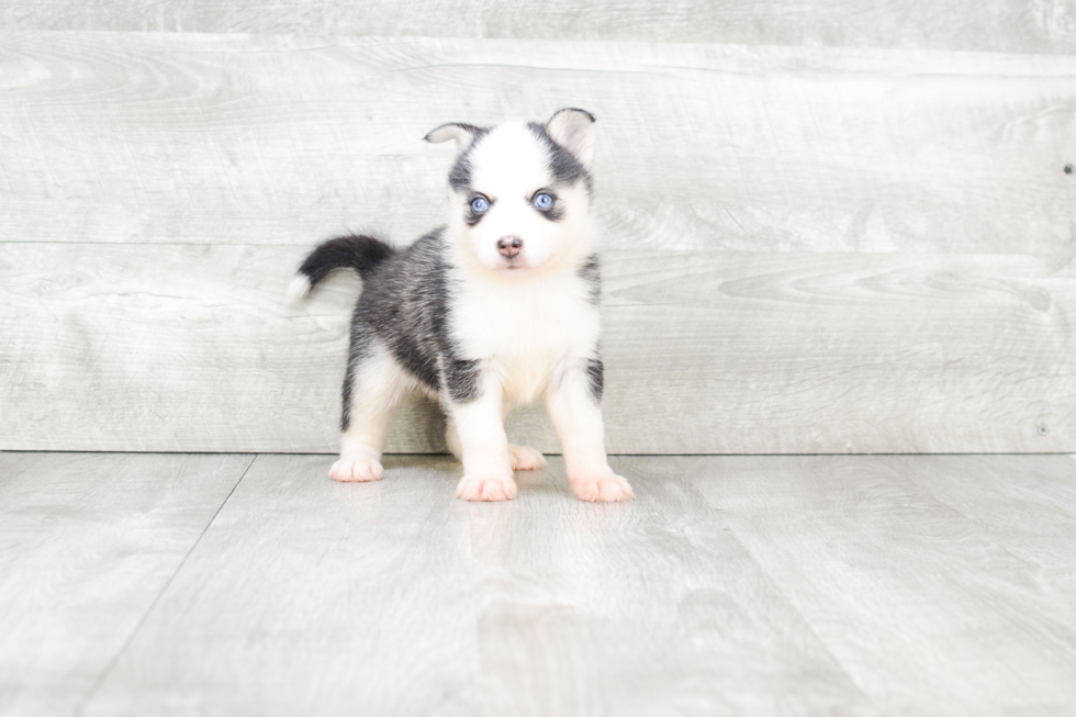 Petite Pomsky Designer Pup