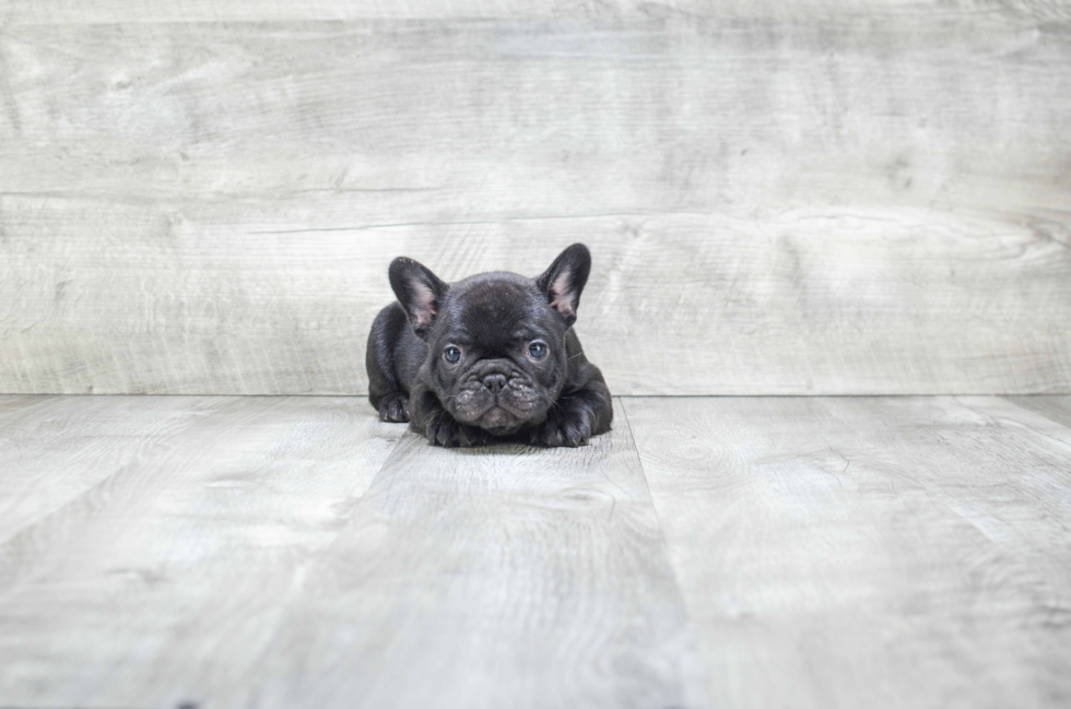 French Bulldog Puppy for Adoption