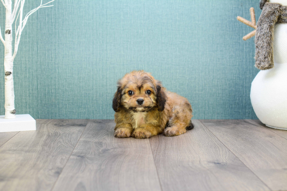 Popular Cavachon Designer Pup