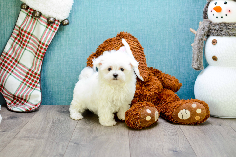 Little Maltese Purebred Pup