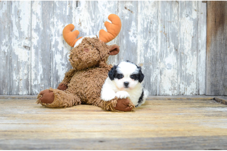 Teddy Bear Pup Being Cute