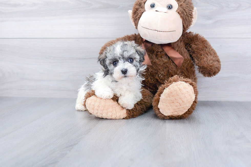 Little Havanese Purebred Pup