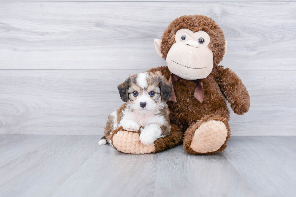 Cute Cavachon Baby