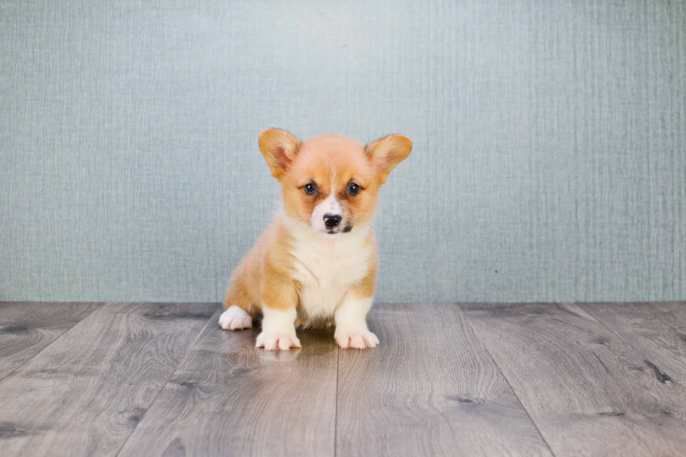 Welsh Corgi Puppy for Adoption