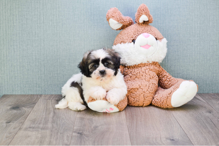 Adorable Shitzu Designer Puppy