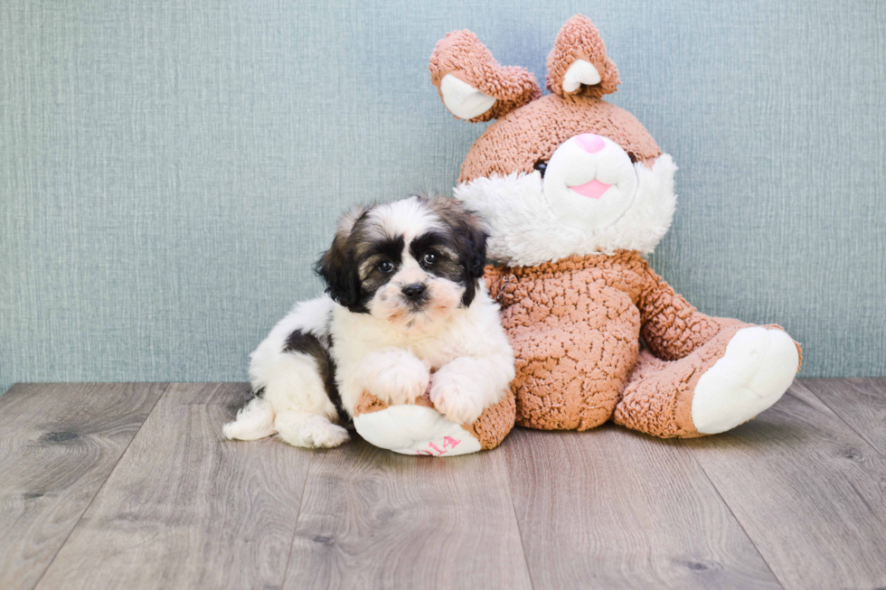 Adorable Shitzu Designer Puppy