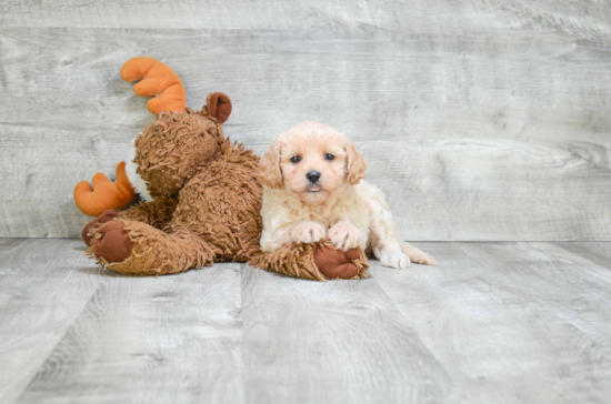 Cavapoo Pup Being Cute