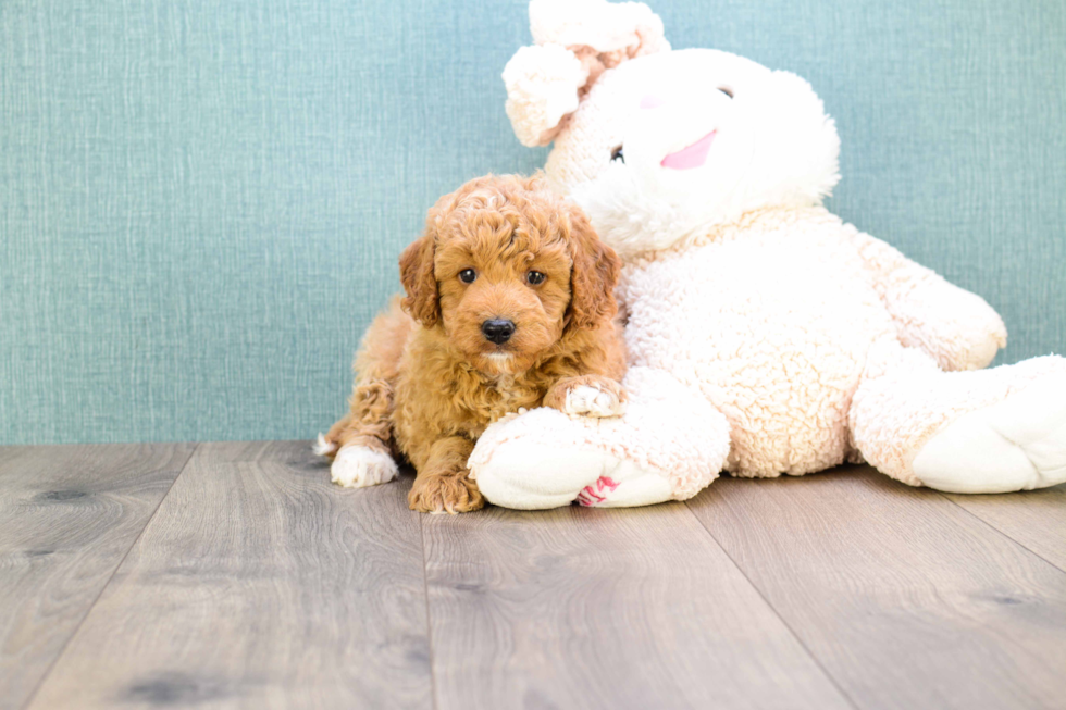 Hypoallergenic Golden Retriever Poodle Mix Puppy