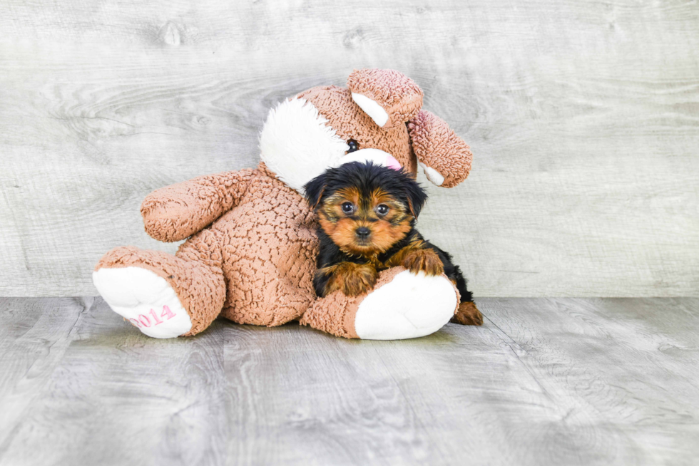 Meet Avery - our Yorkshire Terrier Puppy Photo 