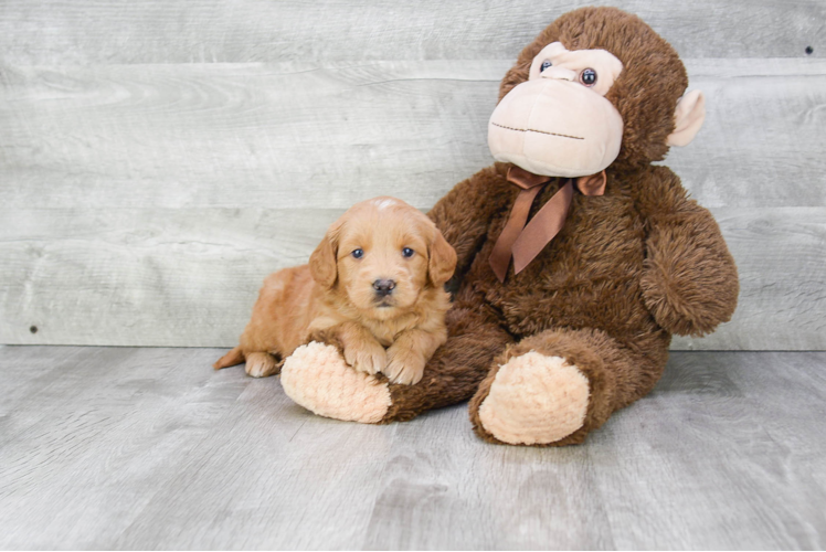 Friendly Mini Goldendoodle Baby