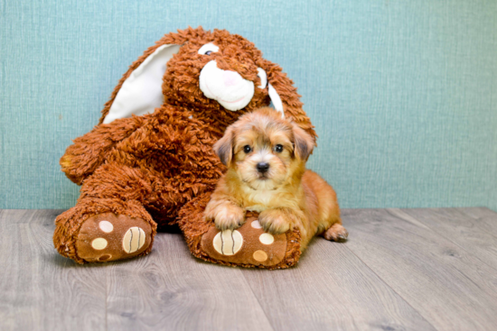 Friendly Morkie Baby