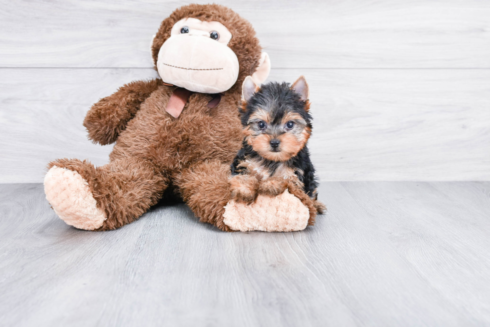 Meet Tinkerbell - our Yorkshire Terrier Puppy Photo 