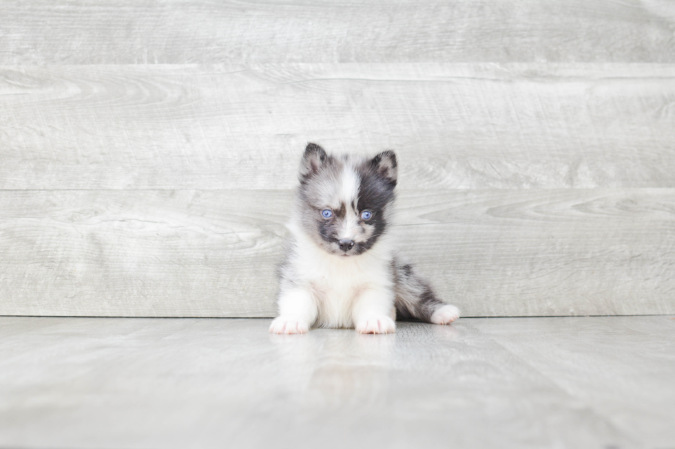 Best Pomsky Baby